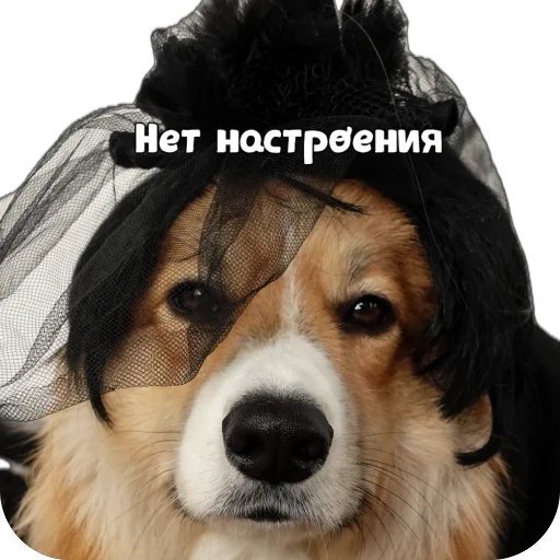 Sticker Fudzhin9 - 1