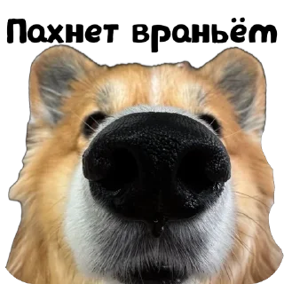 Sticker UnderDogs - 11