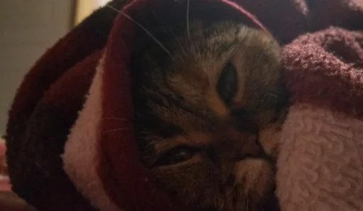 млекопитающее кошка кошки малого и среднего размера