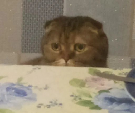 кошки малого и среднего размера кошачьи комнатный