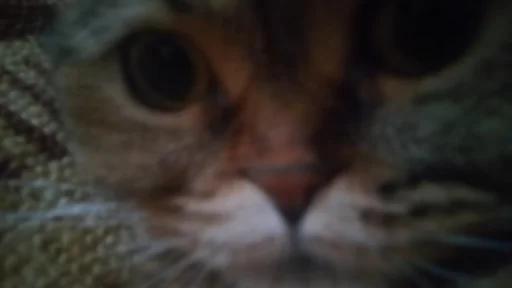 животное млекопитающее кошка