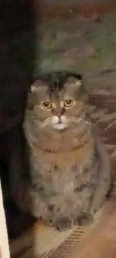 животное кошка млекопитающее