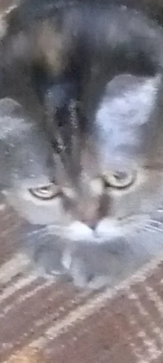 кошка животное млекопитающее