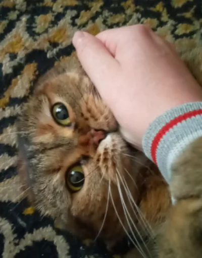 кошка животное кошки малого и среднего размера