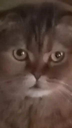 кошка животное млекопитающее