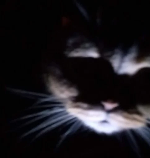 животное млекопитающее кошка