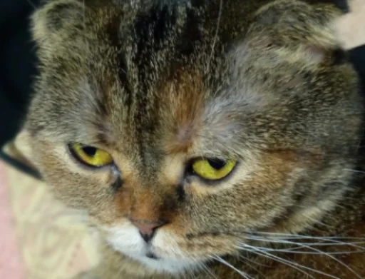 животное млекопитающее кошка