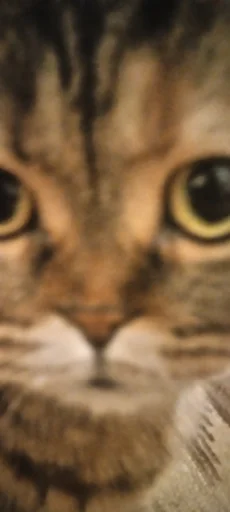 животное млекопитающее кошка