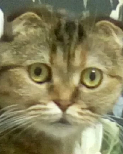 животное млекопитающее кошка