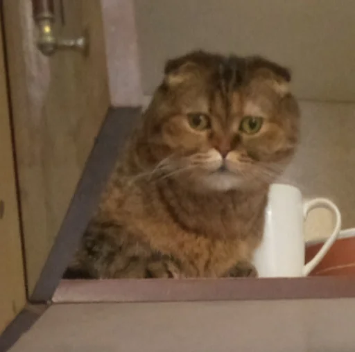 комнатный кошки малого и среднего размера кошачьи