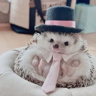 Sticker фуфикпак - 4