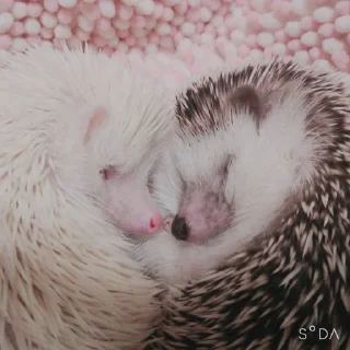 Sticker фуфикпак - 6