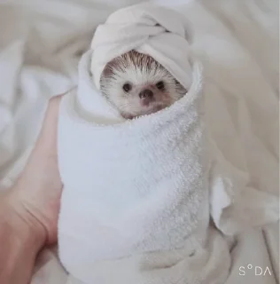 Sticker фуфикпак - 0