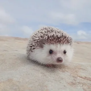 Sticker фуфикпак - 3