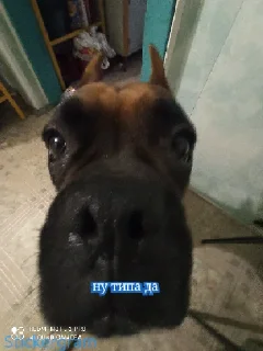 Sticker Рончик-барончик - 5