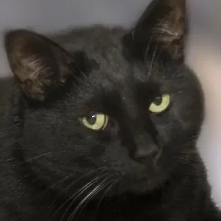 Стикер Для Важных Переговоров - 10