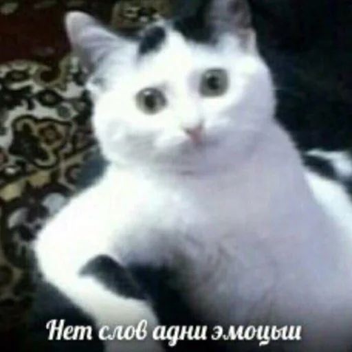 Sticker Funny599 - 1