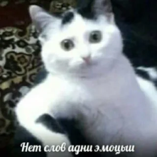 Sticker Мемчики :3 - 1