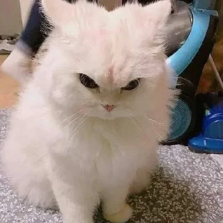 Sticker Котики - 9