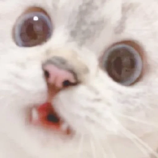 Sticker Котики - 10