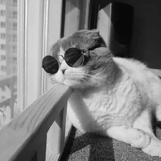 Sticker Котики - 1