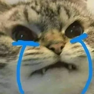 Sticker Котики - 5