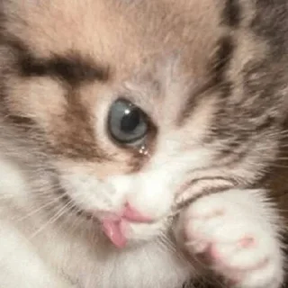 Sticker Котики - 8