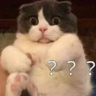 Sticker Котики - 6