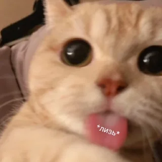 Sticker Котики - 0