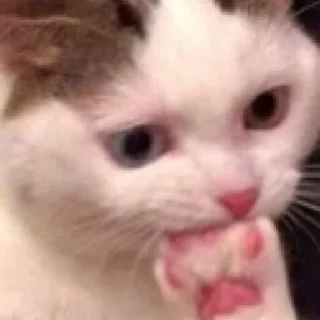 Sticker Котики - 7