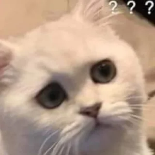 Sticker Котики - 3