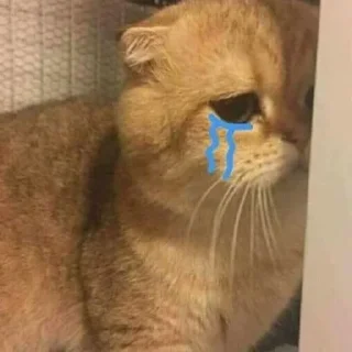 Sticker Котики - 4