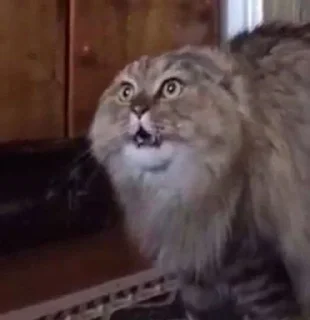 Стикер Коты - 11