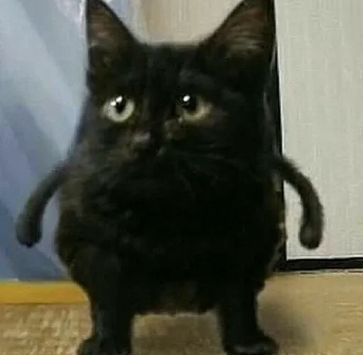 mammal domestic cat animal