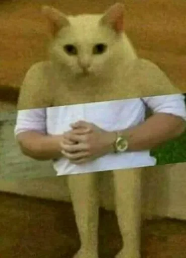 cat animal small to medium-sized cats