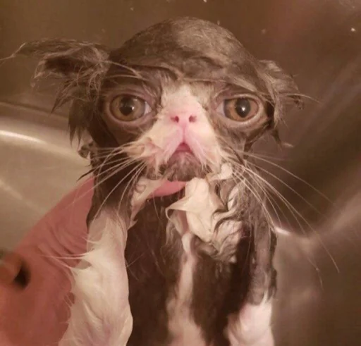 Стикер котики zetsu - 11