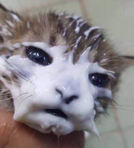 котики zetsu - 