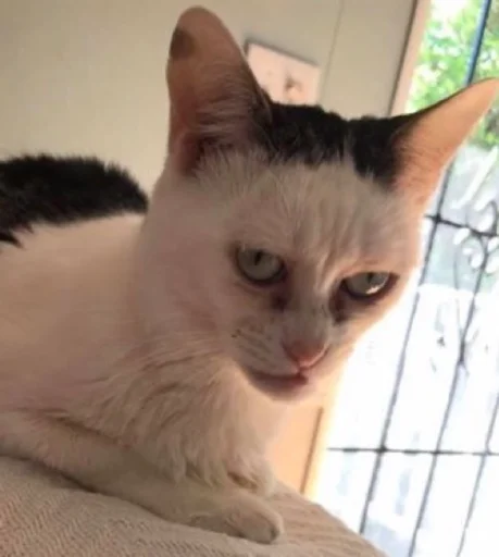 Стикер котики zetsu - 2