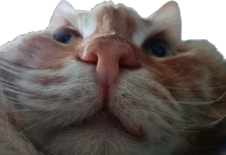 Sticker Пушистый пидр - 11