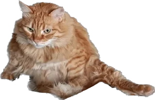 Sticker Пушистый пидр - 9