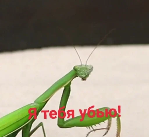 беспозвоночный мантиды богомол