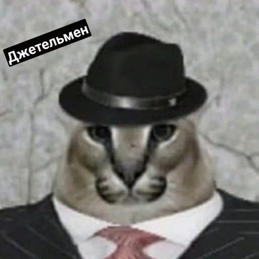 кошка воротник животное