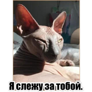 Sticker Любимки - 4