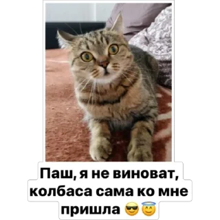 Sticker Любимки - 7