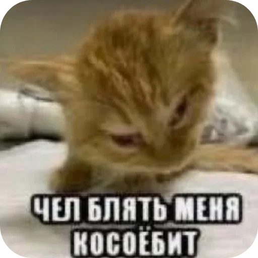 Sticker FyUgwEm_by_achestickbot - 1