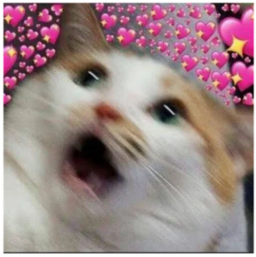 животное млекопитающее кошка