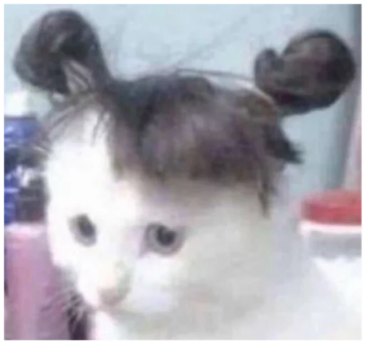 кошка млекопитающее животное