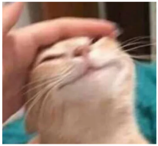 кошка домашняя кошка кошки малого и среднего размера