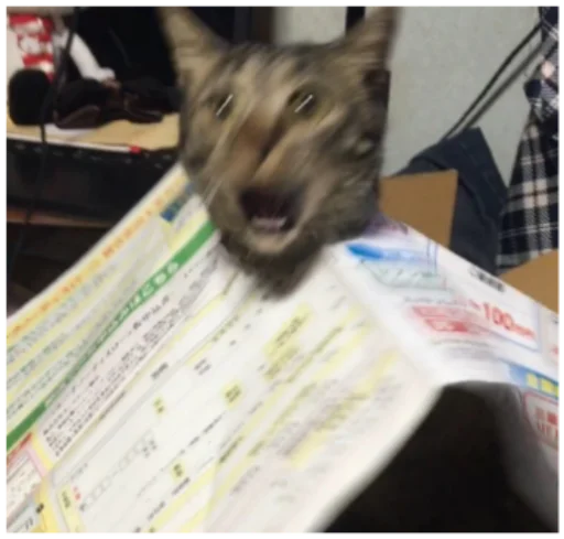 млекопитающее кошка комнатный