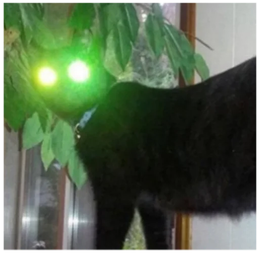 кошки малого и среднего размера окно зеленый